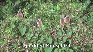 Kenya Part IIIa: Birds of the Maasai Mara