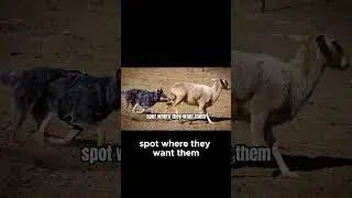 Why Do Blue Heelers Herd Children? #shorts
