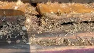 Group of Skeleton Shrimp