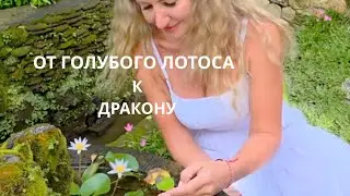 От Голубого Лотоса к Дракону 🐉 | Мой путь от духовности к материальному