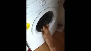 Kitten investigates washing machine