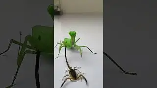 Praying Mantis vs Scorpion &ndash; Predator Showdown Explained