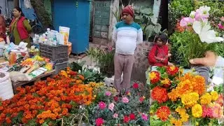 V1122 মন ভাল হয়ে যাবে রতনদার নার্সারির সস্তার শীতের ভাল ভাল গাছ দেখে Galiff Street Market Kolkata
