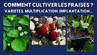 Comment cultiver facilement les Fraises ?