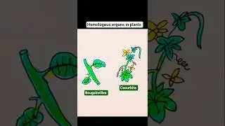 Homologous organs in plants (Homology) #class12 #biology #evolution #diagram #shorts