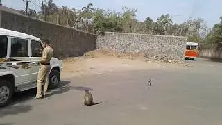पोटासाठी माकड पण काय करते पहा ☺️😊 Monkey Capability ||Marathi Gender || मराठी जेंडर