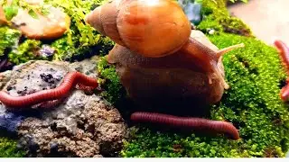 The Odd Couple : Millipedes and Snails Unite in a Forest Feast #CloseUpNature #educationalinsects 