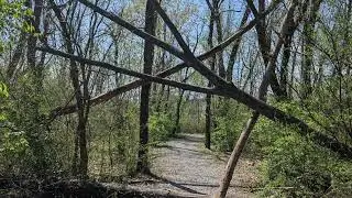 Possible Bigfoot Tree Structure?