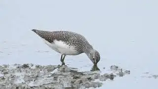 白腰草鷸 Green Sandpiper (Bird Watching in Hong Kong)