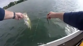 3 BASS ON in 10 Minutes - Browns Lake WI Magic Purple Lure
