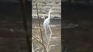 #britishwildlife #birds #herons #riverwalk #britishnature #shortvideo
