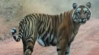 Tiger Spotted In Amrabad Tiger Reserve/Amrabad Tiger Safari/Visit Amrabad/Incredible India #amrabad