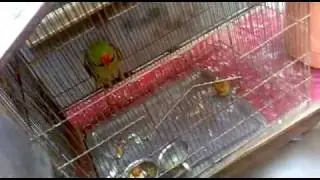 mirza ali baig toottaa