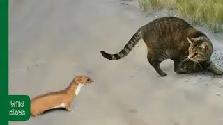 This Weasel Faced Cat Quickly Regrets It