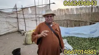 #سوق_الزيتون_العطاوية_اخر_الاخبار_شحال_اثمان_الزيتون_شحال_عاطى_فى_المئة