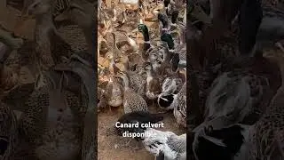 Canard colvert #canard #colvert #elevage