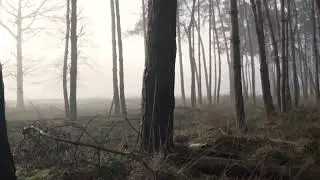 Soothing Sound of Crickets in An Alabama Forest