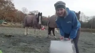 Bubble Wrap and Horses Spooky Bombproof Desensitization with Versace and Reveille Horse Training