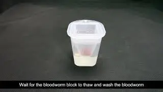 Aquarium Fish Feeding Ring Floating Food Feeder