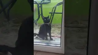 #happy #смешные #cat #funny #kitten #животные #animals