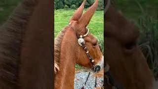 #Burros e Mulas