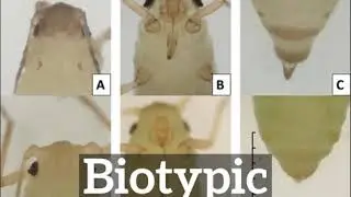 What is Biotypic? | How to Say Biotypic in English? | How Does Biotypic Look?