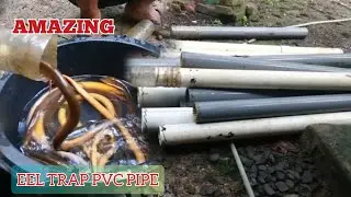AMAZING !!!!  EEL TRAP WITH PVC PIPE