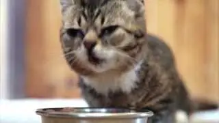 HEY BUB CHECK IT OUT: FOOD