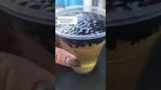 DIY Fly Trap Hack #flytrap #DIY #CleanTok #flies #annoying