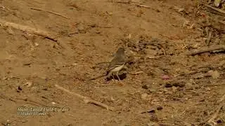 Short-tailed Field Tyrant 01 - Bosque frejolillo - Chiclayo.