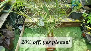 Unusual Phoenix palm, good price