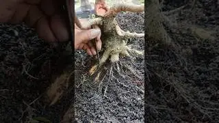 Tak wygląda program do korzeni bonsai #kr&oacute;tkiefilmy #kr&oacute;tkifilm #kr&oacute;tkifilm #sztuka