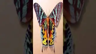 Most Beautiful Nature | YouTube Shorts | Shorts | UK | USA | Colorful Birds | Amazing Nature | Short