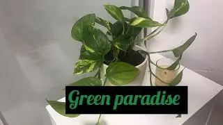 Green paradise🍀☘️/mini garden tour/Frenielyn Parcon vlog