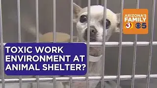 Maricopa County animal shelter director on leave, former employees claim toxic environment