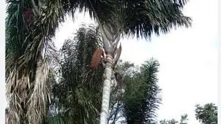 Como extrair leite de bacaba .