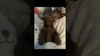 my wee little puppy sossage dog miniture