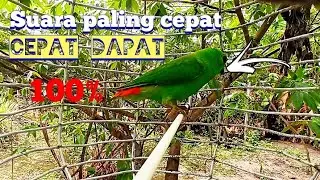 suara panggilan serindit hutan cepat datang & hingap kena pulut  !!!