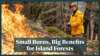 Small Burns, Big Benefits for Island Forests | San Juan Island