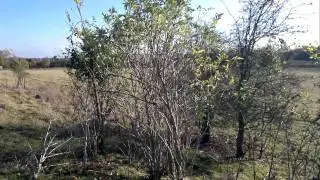 hunting rabbits with a male harris hawk 2