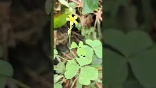 Sorrel Leaves ☘️Yellow Woodsorrel#sorrelleaves #yellow#shortvideo #nature #herbalplants