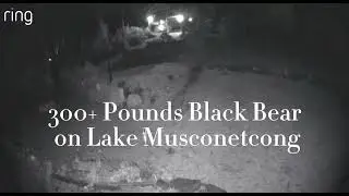 300+ Black Bears Walking at Night | Rare Wildlife Sighting at Lake Musconetcong (December) #animals