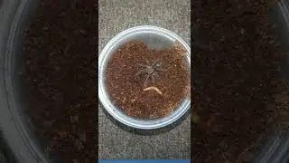 Tarantula slings first mini mealworm. They're almost the same length