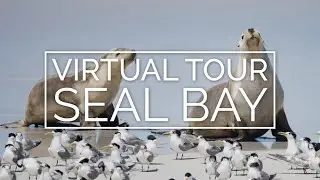 Virtual Tour of Seal Bay, Kangaroo Island | Exceptional Kangaroo Island
