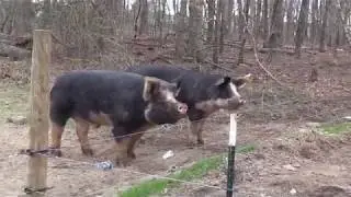 Berkshire Pigs