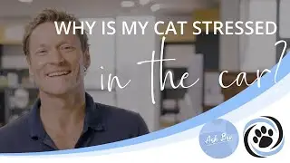 My cat has started breathing heavily and panting in the car. What does this behaviour mean? Ask Ben