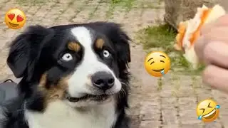 Dogs Are The Kings Of Animal Comedy 🐶😂 Funniest Dog Moments Ever