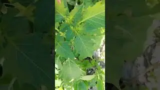 cutleaf ground cherry