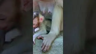 Baby monkeys So Cute with monkeys | Monkeys Zone  #monkey #babyanimal