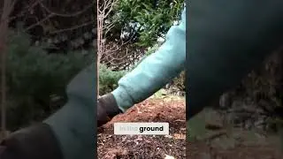 Planting Project FINISHED! See My Garden Transformation!